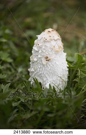 Close up of a tall white mushroom in the grass; Lanserbach, Austria View Large Photo Image Stock Image - Close up of a tall white mushroom in the grass; Lanserbach, Austria. Fotosearch