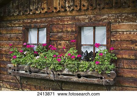 Close up of a wooden flower box with colourful flowers on the side of a log cabin with two windows; Finkenburg, Austria View Large Photo Image Stock Image - Close up of a wooden flower box with colourful flowers on the side of a log cabin with two windows; Finkenburg, Austria. Fotosearch