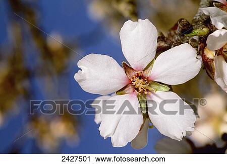 Close up of an almond blossom in full bloom; California, United States of America View Large Photo Image Stock Image - Close up of an almond blossom in full bloom; California, United States of America. Fotosearch