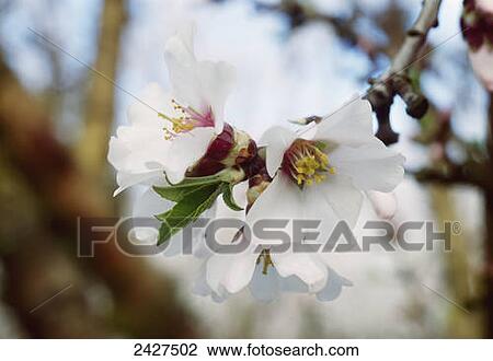 Close up of an almond blossom in full bloom; California, United States of America View Large Photo Image Stock Image - Close up of an almond blossom in full bloom; California, United States of America. Fotosearch