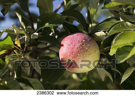Close up of an apple growing on a tree against a deep blue sky; Calgary, Alberta, Canada View Large Photo Image Stock Image - Close up of an apple growing on a tree against a deep blue sky; Calgary, Alberta, Canada. Fotosearch