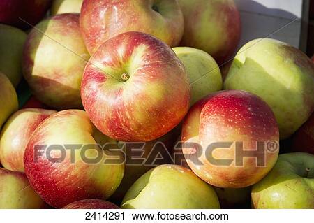 Close up of apples at the Waverly Farmers Market; Baltimore, Maryland, United States of America View Large Photo Image Stock Image - Close up of apples at the Waverly Farmers Market; Baltimore, Maryland, United States of America. Fotosearch