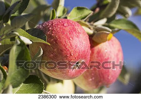 Close up of apples growing on a tree against a deep blue sky; Calgary, Alberta, Canada View Large Photo Image Stock Image - Close up of apples growing on a tree against a deep blue sky; Calgary, Alberta, Canada. Fotosearch