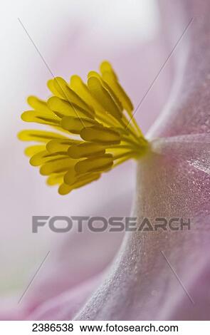 Close up of begonia blooming; Astoria, Oregon, United States of America View Large Photo Image Stock Photo - Close up of begonia blooming; Astoria, Oregon, United States of America. Fotosearch