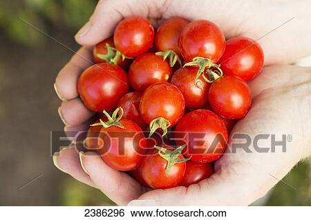 Close up of female hands cupped holding a handful of cherry tomatoes; Calgary, Alberta, Canada View Large Photo Image Stock Photograph - Close up of female hands cupped holding a handful of cherry tomatoes; Calgary, Alberta, Canada. Fotosearch