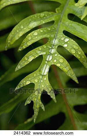 Close up of fern with rain drops; Holualoa, Island of Hawaii, Hawaii, United States of America View Large Photo Image Stock Image - Close up of fern with rain drops; Holualoa, Island of Hawaii, Hawaii, United States of America. Fotosearch
