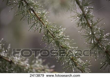 Close up of fog droplets on the needles of a larch tree; Lanserbach, Austria View Large Photo Image Stock Photo - Close up of fog droplets on the needles of a larch tree; Lanserbach, Austria. Fotosearch