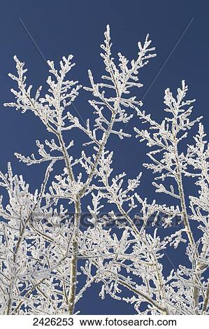Stock Image - Close up of frosted branches and dark blue sky; Alberta, Canada. Fotosearch
