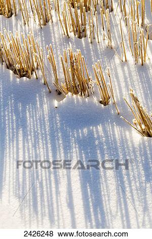 Close up of frosted grain stubble with long shadows in the snow; Alberta, Canada View Large Photo Image Stock Photo - Close up of frosted grain stubble with long shadows in the snow; Alberta, Canada. Fotosearch
