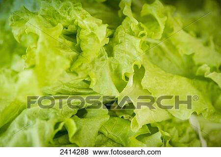 Close up of green lettuce at the Waverly Farmers Market; Baltimore, Maryland, United States of America View Large Photo Image Stock Photo - Close up of green lettuce at the Waverly Farmers Market; Baltimore, Maryland, United States of America. Fotosearch