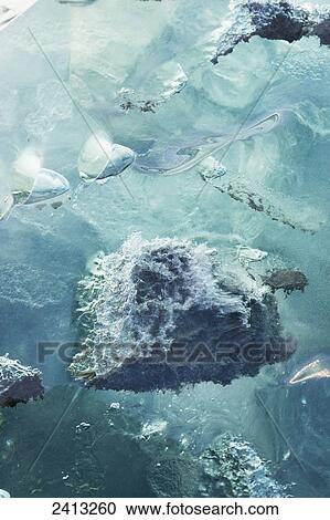 Close up of ice surface of iceberg broken off Mendenhall Glacier floating in Mendenhall lake, flipping over and exposing blue polished ice from being underwater; Juneau, Alaska, United States of America View Large Photo Image Stock Image - Close up of ice surface of iceberg broken off Mendenhall Glacier floating in Mendenhall lake, flipping over and exposing blue polished ice from being underwater; Juneau, Alaska, United States of America. Fotosearch