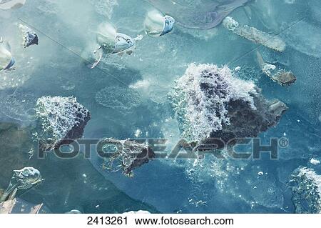 Close up of ice surface of iceberg broken off Mendenhall Glacier floating in Mendenhall lake, flipping over and exposing blue polished ice from being underwater; Juneau, Alaska, United States of America View Large Photo Image Stock Image - Close up of ice surface of iceberg broken off Mendenhall Glacier floating in Mendenhall lake, flipping over and exposing blue polished ice from being underwater; Juneau, Alaska, United States of America. Fotosearch