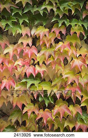 Stock Photograph - Close up of ivy turning colours in autumn; Jenbach, Austria. Fotosearch