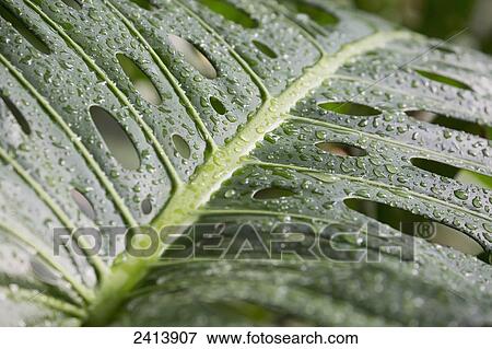 Close up of large green leaf with holes and water droplets; Frankfurt am Main, Germany View Large Photo Image Stock Photo - Close up of large green leaf with holes and water droplets; Frankfurt am Main, Germany. Fotosearch