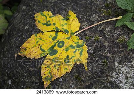 Close up of large multi-coloured leaf on rock in autumn; Finkenburg, Austria View Large Photo Image Stock Photo - Close up of large multi-coloured leaf on rock in autumn; Finkenburg, Austria. Fotosearch