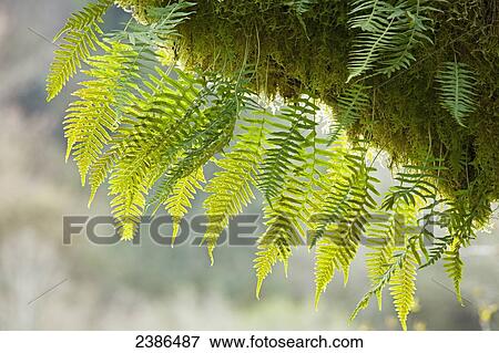 Stock Photo - Close up of moss covered tree in a forest with a fern growing around it; Oregon, United States of America. Fotosearch