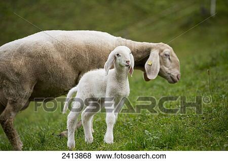 Close up of newborn lamb with mother on grassy hillside; Finkenburg, Austria View Large Photo Image Stock Photo - Close up of newborn lamb with mother on grassy hillside; Finkenburg, Austria. Fotosearch