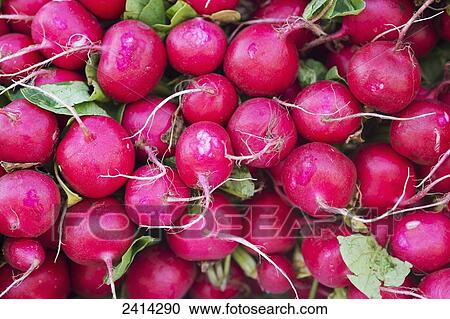 Stock Image - Close up of radishes at the Waverly Farmers Market; Baltimore, Maryland, United States of America. Fotosearch
