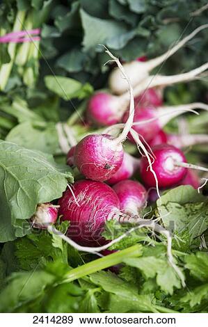 Close up of radishes at the Waverly Farmers Market; Baltimore, Maryland, United States of America View Large Photo Image Stock Photo - Close up of radishes at the Waverly Farmers Market; Baltimore, Maryland, United States of America. Fotosearch