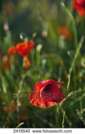 Close up of red poppies in bloom; Cite, France View Large Photo Image Stock Image - Close up of red poppies in bloom; Cite, France. Fotosearch