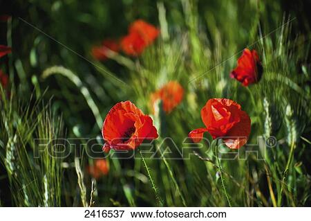 Close up of red poppies in bloom; Cite, France View Large Photo Image Stock Photo - Close up of red poppies in bloom; Cite, France. Fotosearch