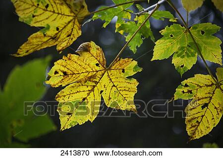 Close up of several multi-coloured leaves on a tree in autumn; Finkenburg, Austria View Large Photo Image Stock Image - Close up of several multi-coloured leaves on a tree in autumn; Finkenburg, Austria. Fotosearch