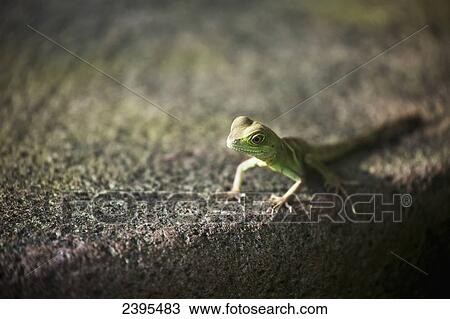 Close up of small lizard on stone surface; Frankfurt am Main, Germany View Large Photo Image Stock Image - Close up of small lizard on stone surface; Frankfurt am Main, Germany. Fotosearch