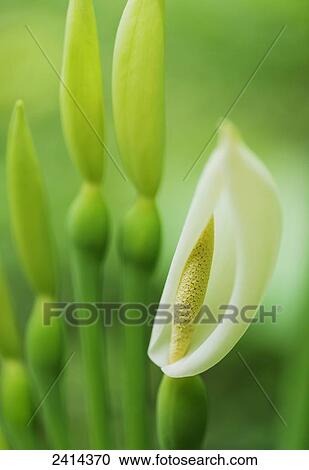 Close up of Taro leaf flower; Holualoa, Island of Hawaii, United States of America View Large Photo Image Stock Image - Close up of Taro leaf flower; Holualoa, Island of Hawaii, United States of America. Fotosearch