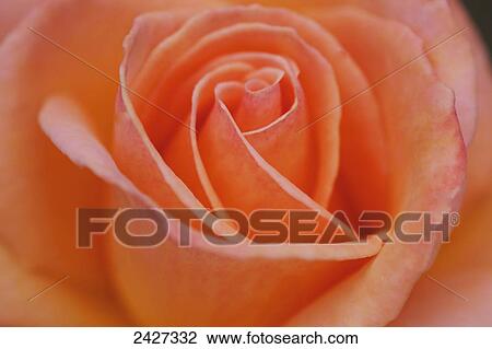 Stock Image - Close up of the petals of a rose in bloom; San Juan Capistrano, California, United States of America. Fotosearch