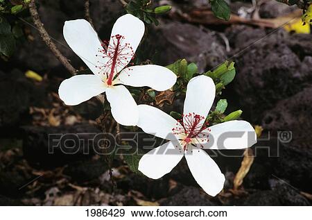 Stock Photo - Closeup Of Two White Hibiscus Growing On Plant.. Fotosearch