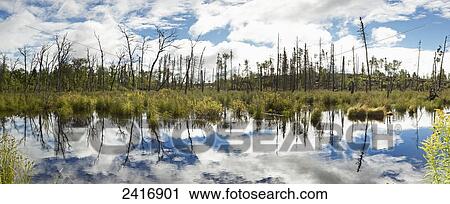 Clouds and trees reflected in a tranquil pond; Thunder Bay, Ontario, Canada View Large Photo Image Stock Image - Clouds and trees reflected in a tranquil pond; Thunder Bay, Ontario, Canada. Fotosearch