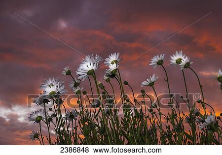 Stock Photo - Clouds glowing pink and orange at sunset over Shasta daisies; Astoria, Oregon, United States of America. Fotosearch
