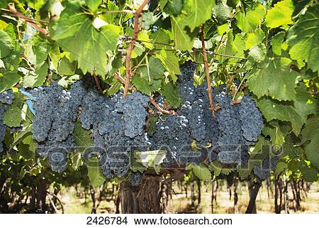 Picture - Clusters of ripe grapes; Mendoza, Argentina. Fotosearch