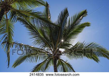 Coconut Palms backlit by the sunlight in a blue sky; Poipu, Kauai, Hawaii, United States of America View Large Photo Image Stock Photography - Coconut Palms backlit by the sunlight in a blue sky; Poipu, Kauai, Hawaii, United States of America. Fotosearch