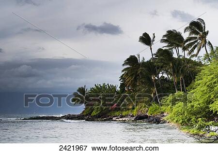 Coconut palms growing on the coastline; Maui, Hawaii, United States of America View Large Photo Image Stock Photo - Coconut palms growing on the coastline; Maui, Hawaii, United States of America. Fotosearch