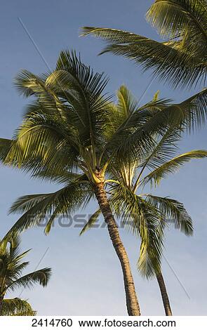 Coconut Palms sway in tropical breezes; Poipu, Kauai, Hawaii, United States of America View Large Photo Image Stock Image - Coconut Palms sway in tropical breezes; Poipu, Kauai, Hawaii, United States of America. Fotosearch