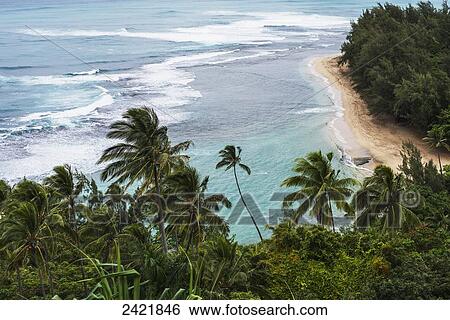 Stock Photograph - Coconut palms sway in tropical breezes; Haena, Kauai, Hawaii, United States of America. Fotosearch