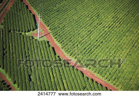 Coffee trees grow on Kauai; Port Allen, Kauai, Hawaii, United States of America View Large Photo Image Stock Photo - Coffee trees grow on Kauai; Port Allen, Kauai, Hawaii, United States of America. Fotosearch