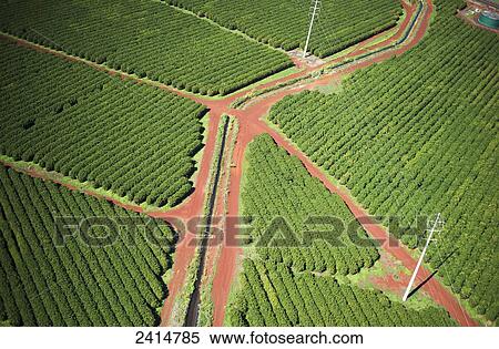 Coffee trees grow on Kauai; Port Allen, Kauai, Hawaii, United States of America View Large Photo Image Stock Photography - Coffee trees grow on Kauai; Port Allen, Kauai, Hawaii, United States of America. Fotosearch