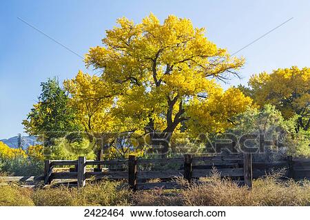 Colourful autumn cottonwood trees with yellow leaves and an old wooden fence in the foreground; Palisade, Colorado, United States of America View Large Photo Image Picture - Colourful autumn cottonwood trees with yellow leaves and an old wooden fence in the foreground; Palisade, Colorado, United States of America. Fotosearch