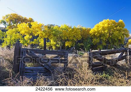 Colourful autumn cottonwood trees with yellow leaves and an old wooden fence in the foreground; Palisade, Colorado, United States of America View Large Photo Image Stock Photograph - Colourful autumn cottonwood trees with yellow leaves and an old wooden fence in the foreground; Palisade, Colorado, United States of America. Fotosearch