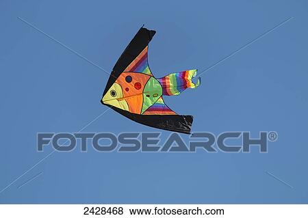 Colourful fish kite in the blue sky; Queensland, Australia View Large Photo Image Stock Photo - Colourful fish kite in the blue sky; Queensland, Australia. Fotosearch