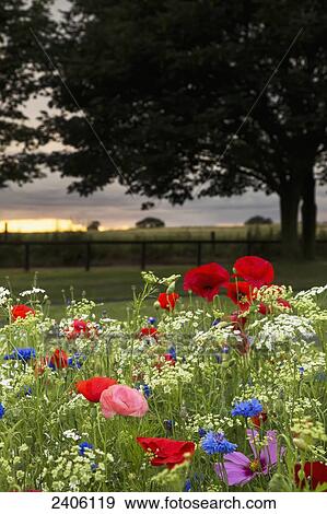 Colourful flowers blossoming in a garden with a sunset sky in the distance; South Shields, Tyne and Wear, England View Large Photo Image Stock Photo - Colourful flowers blossoming in a garden with a sunset sky in the distance; South Shields, Tyne and Wear, England. Fotosearch