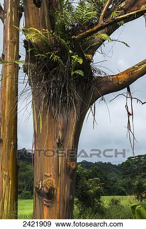Stock Photo - Colourful rainbow eucalyptus trees (Eucalyptus deglupta) at Keahua Arboretum; Kauai, Hawaii, United States of America. Fotosearch