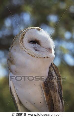 Common Barn Owl (Tyto Alba), Saguaro National Park, West-Tucson Mountain District; Arizona, United States of America View Large Photo Image Stock Photography - Common Barn Owl (Tyto Alba), Saguaro National Park, West-Tucson Mountain District; Arizona, United States of America. Fotosearch