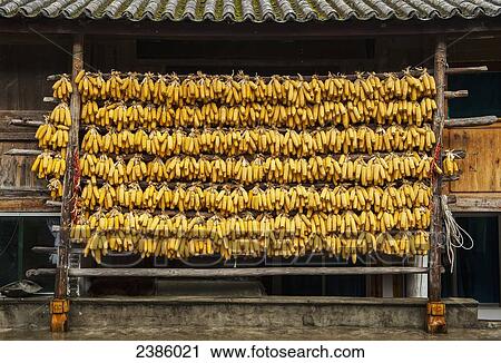 Corn liquor distillation supplies; Tiger Leaping Gorge, Yunnan, China View Large Photo Image Stock Image - Corn liquor distillation supplies; Tiger Leaping Gorge, Yunnan, China. Fotosearch