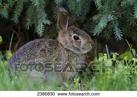Stock Image - Cottontail Rabbit (Sylvilagus floridanus); Les Cedres, Quebec, Canada. Fotosearch
