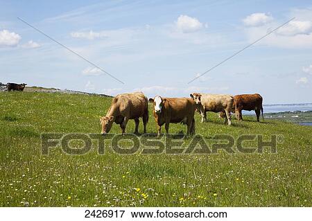Cows grazing in a meadow, near Kinvara; County Galway, Ireland View Large Photo Image Stock Photo - Cows grazing in a meadow, near Kinvara; County Galway, Ireland. Fotosearch