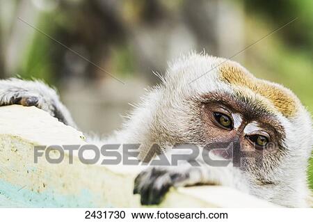 Stock Image - Crab-eating macaque or long-tailed macaque (Macaca fascicularis), Siuhan, Lake Toba, North Sumatra, Indonesia. Fotosearch