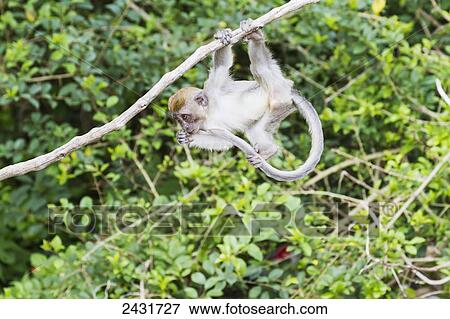 Crab-eating macaque or long-tailed macaque (Macaca fascicularis), Siuhan, Lake Toba, North Sumatra, Indonesia View Large Photo Image Stock Photo - Crab-eating macaque or long-tailed macaque (Macaca fascicularis), Siuhan, Lake Toba, North Sumatra, Indonesia. Fotosearch